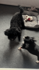 Two dogs play indoors on carpet in Sofia