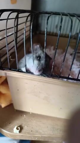 A close-up shot focuses on a small hamster in a cage. The hamster is light gray and white with dark markings around its eyes and on its back. Its pink nose twitches as it looks forward, its mouth slightly open. The cage is black metal bars with a tan plastic base. The hamster appears to be resting its head on the edge of the plastic base, peeking through the bars. Behind the hamster, the bedding inside the cage is visible as a fluffy pink substance. To the left of the cage, a portion of a yellow or orange fuzzy object is visible. The cage sits on a wooden surface.