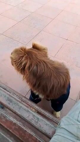 The video shows a medium-sized brown dog wearing a dark blue sweater standing on a tiled surface next to a wooden bench. The dog turns its head towards the camera, revealing its face and extended tongue, then turns away and walks around a bit while wagging its tail. The camera angle is close and slightly above the dog, and the bottom right corner shows the person filming's pants leg.