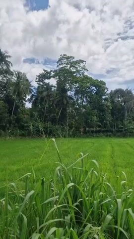 A drone shot pans over a lush green rice paddy field under a cloudy sky. Tall trees border the field, and power lines crisscross the sky. The drone then moves to reveal a paved road running alongside the field, with a motorcycle visible in the distance. The shot continues to follow the road, with the rice paddy and trees remaining in the frame.