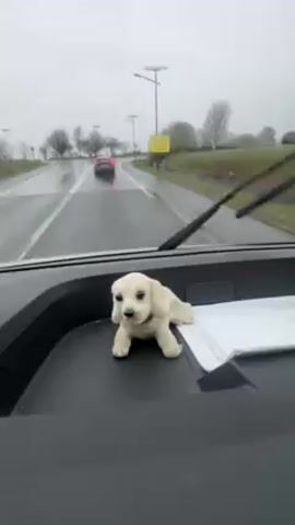 The view from inside a vehicle on a rainy day shows a white dog figurine on the dashboard. Windshield wipers are active and visible. The car is approaching a crosswalk, and another vehicle can be seen ahead on the road. The environment appears to be a road with trees and streetlights.
