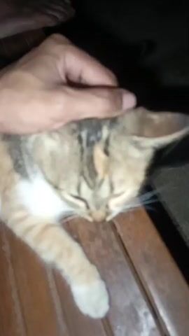 A hand strokes the head of a tabby cat. The cat is lying on a wooden surface, possibly a bench or table, and appears to be relaxed, with its eyes partially closed. The lighting suggests it is nighttime or a dimly lit indoor space. The hand is shown from a close-up perspective, with the fingers gently caressing the cat's fur. The cat's face, with its whiskers and ears, is clearly visible.