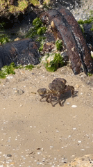 Crab spotted moving on Tel-Aviv beach Monday morning