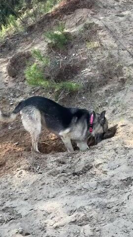 A gray and black German Shepherd wearing a pink collar is digging in a sandy hill. The dog has its head and front legs deep in the hole, kicking out sand behind it. The hill has sparse vegetation, including small pine trees and dry twigs. The sandy ground slopes upwards behind the dog, towards a wooded area. The lighting suggests it is daytime.