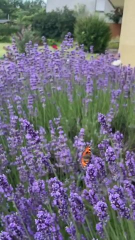 This is a short, vertical video clip showcasing a vibrant field of blooming lavender in Christerode, Germany. The focus is on the dense purple flowers, with their tall stalks creating a rich texture. A small butterfly with orange and black markings is prominently featured, resting on one of the lavender blooms. The background is slightly blurred, but hints at a residential setting with greenery and a building, suggesting a garden or yard. The overall impression is one of natural beauty and tranquility, with the butterfly adding a touch of delicate life to the scene. The lighting suggests it might be daytime, possibly late afternoon or early morning given the soft quality of the light. No text is visible in the video.