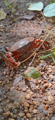 Red crabs and forest floor wildlife in Vallecito, Venezuela