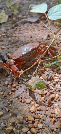 Red crabs and forest floor wildlife in Vallecito, Venezuela