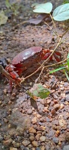 Red crabs and forest floor wildlife in Vallecito, Venezuela