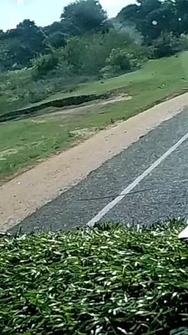 The video shows a view from a moving vehicle, likely a car, traveling on an asphalt road with a solid white line marking the lanes. The road is bordered by a beige shoulder on one side. To the left of the road, there is a grassy slope leading up to a line of trees and vegetation at the top.  The sky is visible in the background with some clouds. In the foreground, the top of a green hedge or shrub is visible at the bottom of the frame. As the video progresses, the view shifts slightly upwards, revealing more of the road and the vehicle's hood.  There are power lines visible in the distance as well.