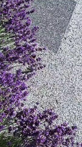 A close-up, top-down shot shows a cluster of blooming lavender flowers on the left side of the frame. The lavender is positioned diagonally, with its stems extending downwards and to the right. The flowers are a vibrant purple and appear fresh and lush. To the right of the lavender, the ground is covered in small, gray, reflective pebbles. In the upper right quadrant of the frame, a square piece of reflective material, possibly a mirror or polished metal, is placed on the pebbled ground at an angle, creating a sharp line that divides the frame. A small, orange insect, possibly a butterfly or beetle, is visible on the reflective surface, near the edge closest to the lavender. The lighting suggests it is daytime, with sunlight casting slight shadows. The overall scene is natural and serene, highlighting the contrast between the organic texture of the lavender and the smooth, reflective surface, with the insect adding a touch of life and movement.
