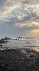 Bali's Tanah Lot coast at golden hour, dogs and all