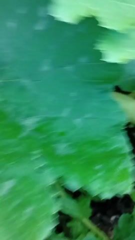 The video shows a close-up view of a light green zucchini growing on a plant. The zucchini is resting on dark soil, surrounded by green leaves and smaller plants. The camera slowly pans across the zucchini, focusing on its elongated shape and smooth skin. The background is blurred, emphasizing the zucchini as the main subject.
