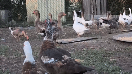 Backyard chickens, grapes on the vine, and small farm life