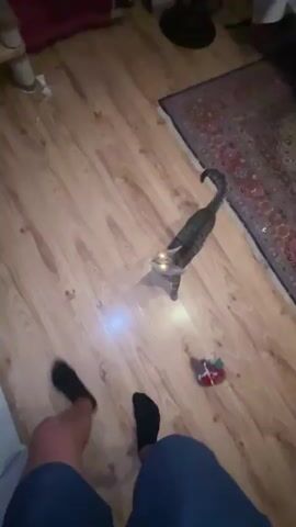 The video shows a tabby cat playing with a toy that is attached to a pole. The cat is on a wooden floor. There are other objects in the room including a rug, a clothes rack with clothes on it, and a piece of furniture. The camera is held by a person whose legs and feet are visible at the bottom of the frame. The person is wearing blue shorts and black socks. The video is blurry and shaky.