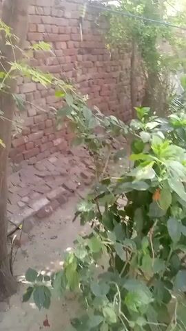 The video shows an outdoor scene with lush green vegetation. In the foreground, there are dense leafy plants with large green leaves. Behind the foreground vegetation, there is a brown brick wall partially obscured by the plants.  As the camera pans upwards, it reveals small trees with thin trunks and dense foliage, blocking the sun.  The leaves appear to be of different shades of green. The sky is visible through gaps in the tree canopy.