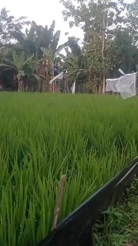 A rice paddy is visible in the foreground and midground. The rice stalks are green and lush. In the background, there are trees and some white netting structures. A dark, reflective object is positioned in the lower right corner of the frame, partially obscuring the view of the rice paddy. The lighting suggests it is either early morning or late evening. No people are clearly visible.