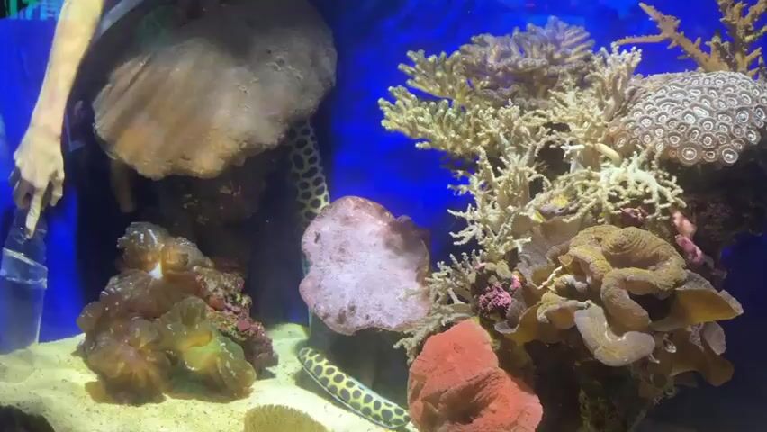 A person's left arm and hand are visible in the upper left corner of the frame, holding a clear tube with a white object inside. The person appears to be reaching into an aquarium filled with water and various marine life and coral formations. The aquarium contains a moray eel with a spotted pattern, several colorful corals of different shapes and sizes, and some sandy substrate on the bottom. The background is a solid blue color. The lighting suggests an indoor setting, possibly an aquarium or marine exhibit.