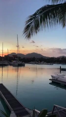 This is a vertical video taken from a dock looking out at a harbor during sunset. The sky is a gradient of purple, pink, orange, and yellow. Several sailboats and other boats are docked in the water, and their reflections are visible on the calm surface. In the background, there are hills or mountains covered in vegetation. A palm frond is visible in the upper right corner of the frame. The water is a turquoise color.