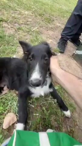 A person is petting a black and white dog lying on a grassy surface. The dog has black fur with white markings on its chest, nose, and paws. The person's hand is stroking the dog's head and neck. The person is wearing black pants and black shoes. The background consists of grass and some bare patches of dirt.