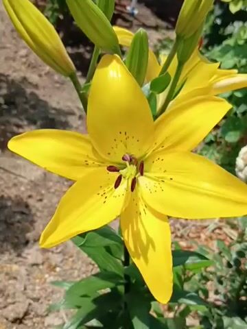 The video shows a close-up of a bright yellow lily in bloom. The lily has six petals, each with a slight curl at the tip. In the center of the flower, dark red stamens are visible, along with darker spots on the petals. The flower is in a garden setting, with other unfurled buds and green leaves visible in the background. The soil and other plants are out of focus, emphasizing the lily as the central subject. Sunlight illuminates the flower, casting subtle shadows.