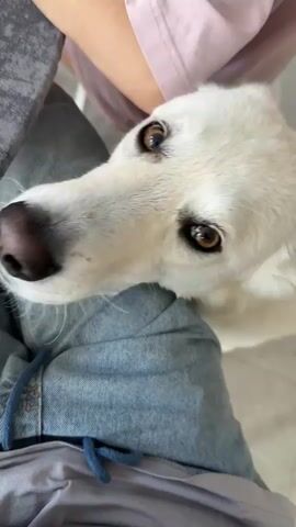 A white dog with brown eyes is looking at the camera and panting with its mouth open. The dog's head is close to the camera, and its snout and muzzle are visible. The dog's fur is white and appears to be short. The dog's tongue is visible, and it is pink. The dog is wearing a collar, which is blue. The dog's body is partially visible, and it appears to be sitting on someone's lap. The person's lap is covered with blue jeans, and the person is wearing a pink shirt. The background is blurry, but it appears to be indoors, possibly a room with a table. The video is short, approximately 4 seconds long, and the dog's head moves slightly throughout the clip. The lighting is bright and natural.