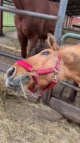 In a close-up shot, a light brown horse with a dark mane and tail, wearing a red halter, is the primary subject. A human hand extends into the frame, holding out a large orange carrot. The horse, initially with its eyes closed, opens them slightly as it takes the carrot into its mouth and begins to chew. Its expression appears calm and content.

The setting is an outdoor animal enclosure, likely a pen or stable area, with metal fencing visible in the background. Another brown horse is partially visible behind the main subject. The ground is covered with hay or straw, indicating an agricultural or animal care environment. The lighting suggests it is daytime, possibly overcast. No visible text is present in the video. The activity depicts a person feeding a carrot to the horse.