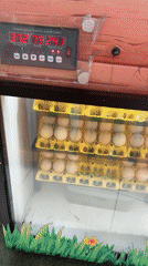 Chick hatching operation documented in San Juan de Miraflores