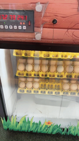 Chick hatching operation documented in San Juan de Miraflores