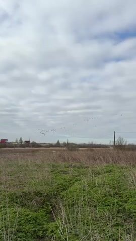 The video shows a wide shot of a field with vegetation and some puddles, under a cloudy sky. A small rural community is visible in the distance. A large flock of birds flies across the sky from left to right.