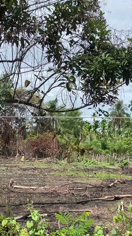 A vertical video pans across a rural landscape under a cloudy sky. In the foreground, a wire fence runs horizontally across the frame. Beyond the fence, the ground is barren and covered with debris from felled trees and brush, possibly the aftermath of a fire or land clearing. In the midground, several dead or damaged trees stand, their branches bare or sparsely leafed. Further back, rows of young trees, likely palm trees, stretch into the distance. The overall impression is one of a recently disturbed or developing agricultural area in a tropical or subtropical region.