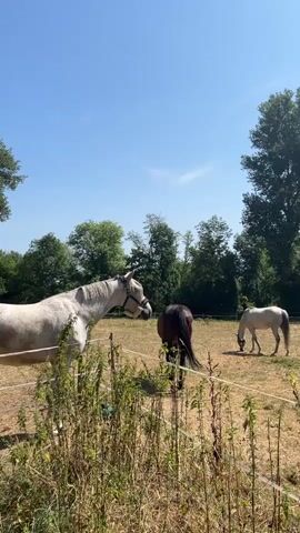A group of horses are in a fenced-in pasture on a sunny day. The pasture is dry and covered in grass and weeds. There are trees in the background. One horse, a light-colored Arabian with a bridle, stands near the front of the frame, facing left. Behind it, a darker horse is visible. Further to the right, a pale horse grazes. In the distance, a small white trailer is parked. A brown horse is seen near a fence in the middle ground.