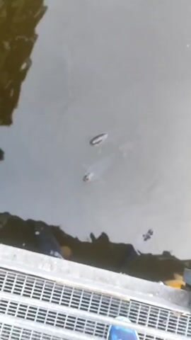 The video shows several large koi swimming in murky water from a high-angle perspective. The koi have orange and black markings on their heads. Part of a metal grate is visible at the bottom of the frame, with a hint of a blue shoe peeking out from behind it. The water reflects the trees and sky, making it hard to see the fish clearly. The light is flat, suggesting an overcast day. There is a slight ripple on the water's surface.