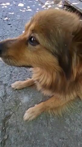 The video shows a medium-sized dog with brown and tan fur lying on a grey, rough surface. The dog is facing left in the first few seconds, with its head turned to the side, then its head turns towards the camera. The dog's eyes are dark brown and it appears alert. The dog has its front paws extended in front of it. The background is blurred, but it appears to be an outdoor setting with some foliage and structures visible. A chain is attached to the dog's collar and extends upwards and out of frame, suggesting the dog is tethered. The lighting suggests it is daytime.