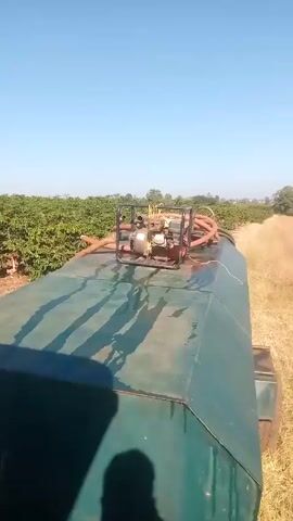 The video shows a large green, possibly metal, tank moving through what appears to be a coffee plantation on a clear, sunny day. A gasoline-powered water pump sits on top of the tank, with several hoses connected to it. The tank is moving next to rows of coffee plants, which are short, green, and planted in neat rows on red soil. Dry grass is visible in the field near the coffee plants. The camera appears to be mounted on the back of the tank, providing a view of the tank itself, the pump on top, and the surrounding plantation. A blurry shadow of a person holding the camera is visible at the bottom of the frame. The overall scene suggests agricultural work, likely irrigation or spraying of the coffee plants.