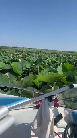 A video shows a person in a boat moving through a field of lotus flowers under a clear blue sky. The boat is white with blue accents. The field is dense with large green lotus leaves and some pink lotus flowers are visible. The camera is positioned at the front of the boat looking forward and slightly to the side. In the latter half of the video, the back of a person wearing a black baseball cap with a Russian flag patch is visible. There is a white towel or cloth hanging on the boat's railing. A rearview mirror is also visible on the boat. The water appears calm and reflects the sky and surrounding vegetation.