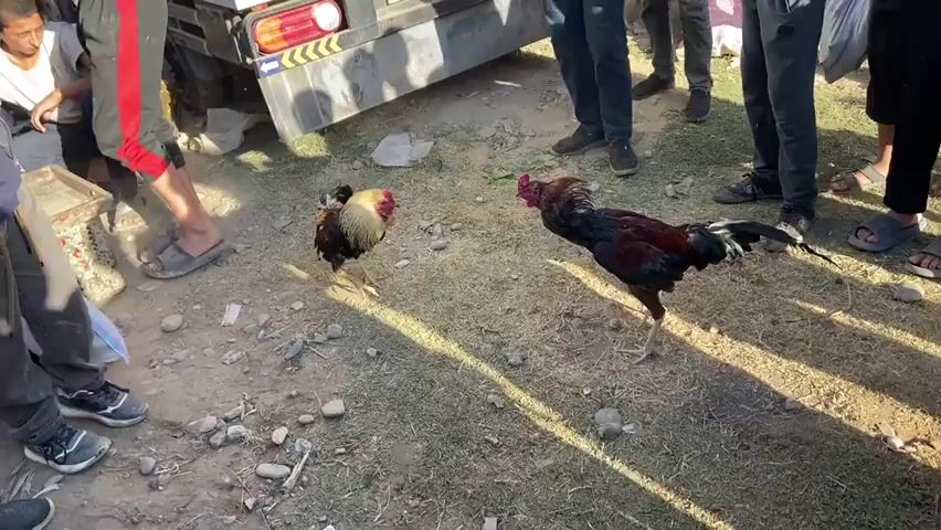 The video shows two roosters fighting on a dirt and grass ground, surrounded by a group of people. A white truck is visible on the left side of the frame. The roosters are in mid-fight, with one appearing to jump or lunge at the other. The spectators are standing around watching the fight. Some of the people are wearing casual clothing. The environment appears to be outdoors, possibly in a market or an open area.