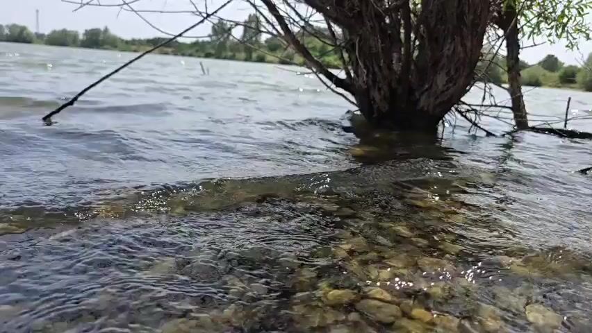 The video shows a close-up, low-angle view of shallow, clear water flowing over a rocky shore on a cloudy day. The water is rippling, and sunlight glints off the surface and the submerged pebbles. In the background, a dense, leafless shrub or tree grows out of the water, its roots partially submerged. The shore continues beyond the shrub, with faint green vegetation visible in the distance. A thin, dark branch extends from the water to the left of the frame. The overall impression is one of a natural, tranquil waterside environment.