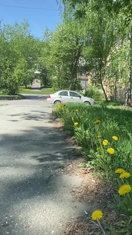 The camera pans from a low angle along a cracked asphalt road, framed by green foliage on both sides. Yellow dandelions dot the grassy area to the right. In the distance, a silver sedan is parked near an intersection. As the camera moves, a silver Toyota Prius comes into view, parked beside a rusty red car. A light-colored, two-story building with a red roof sits behind the vehicles. The sky is clear and blue, and shadows from trees are cast across the road.