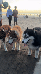 Beach gathering with dogs and families in Kuta