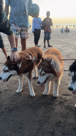 Beach gathering with dogs and families in Kuta