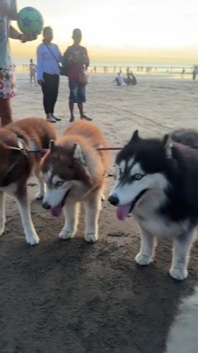 Beach gathering with dogs and families in Kuta