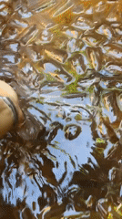 Ice bath and tea ritual at a lush Đà Nẵng garden retreat