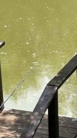 The video shows a wooden pier on a murky green body of water. A fishing rod rests on the pier, its line extending into the water. Raindrops are visible on the surface of the water, creating ripples. Trees and foliage surround the water, with sunlight filtering through the leaves. The pier appears old and weathered, with some of its planks missing or damaged.