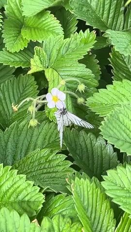 A white butterfly with black markings on its wings is resting on a small white flower with yellow in the center. The flower is surrounded by lush green strawberry leaves. The leaves are slightly wet, suggesting recent rain or dew. The butterfly's body is dark and it is positioned with its wings slightly open, facing towards the right side of the frame. The focus is on the butterfly and the flower, with the surrounding leaves providing a soft, green background.