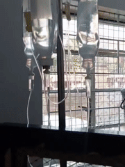 Cat receives IV treatment in Nairobi medical facility