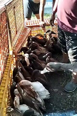 This is a close-up, high-angle video showing a group of ducks, mostly dark brown with some white ones, packed tightly into a large, orange plastic crate. Two people are visible interacting with the ducks. One person, wearing a maroon t-shirt and a dark baseball cap, is reaching into the crate and appears to be handling or organizing the ducks. Their hands are gloved. Another person, mostly visible from the waist up and wearing dark shorts and no shirt, is standing behind the crate and leaning over it. The environment appears to be outdoors, with green vegetation visible in the background and sunlight casting shadows. The ground beneath the crate is covered with dirt and some scattered debris. The overall impression is of a scene involving the collection or movement of poultry.