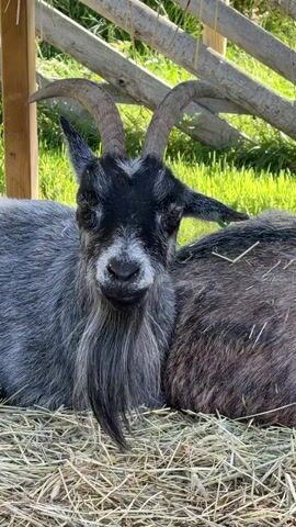 The video shows a close-up of a goat lying down on straw. The goat has grey and black fur, prominent horns, and a beard. It opens its mouth and sticks out its tongue briefly before closing its mouth. Another goat, mostly obscured, is lying next to it. The background shows a wooden fence and green grass, suggesting an outdoor farm or enclosure. The lighting indicates it is daytime.