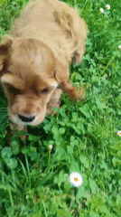 Small brown puppy plays in flower-dotted grass area