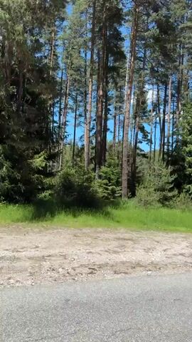 The video shows a view of a pine forest from a moving vehicle. Tall pine trees dominate the scene, with some younger evergreen trees and green grass at their base. The ground in the foreground appears to be a dirt or gravel path, bordering a paved road. The sky is blue with some clouds.