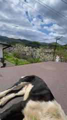 Dogs play on hillsides overlooking Bulgarian town of Zlatograd